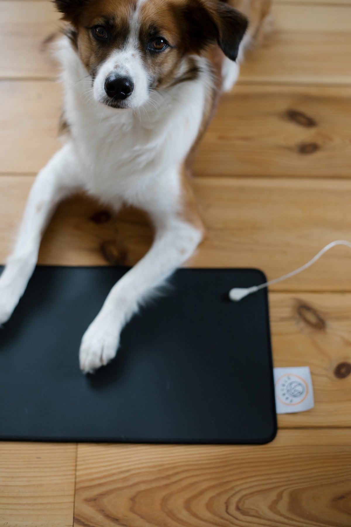 Hund mit den Pfoten auf der Earthle Erdungs-Schreibtischmatte auf einem Holzboden